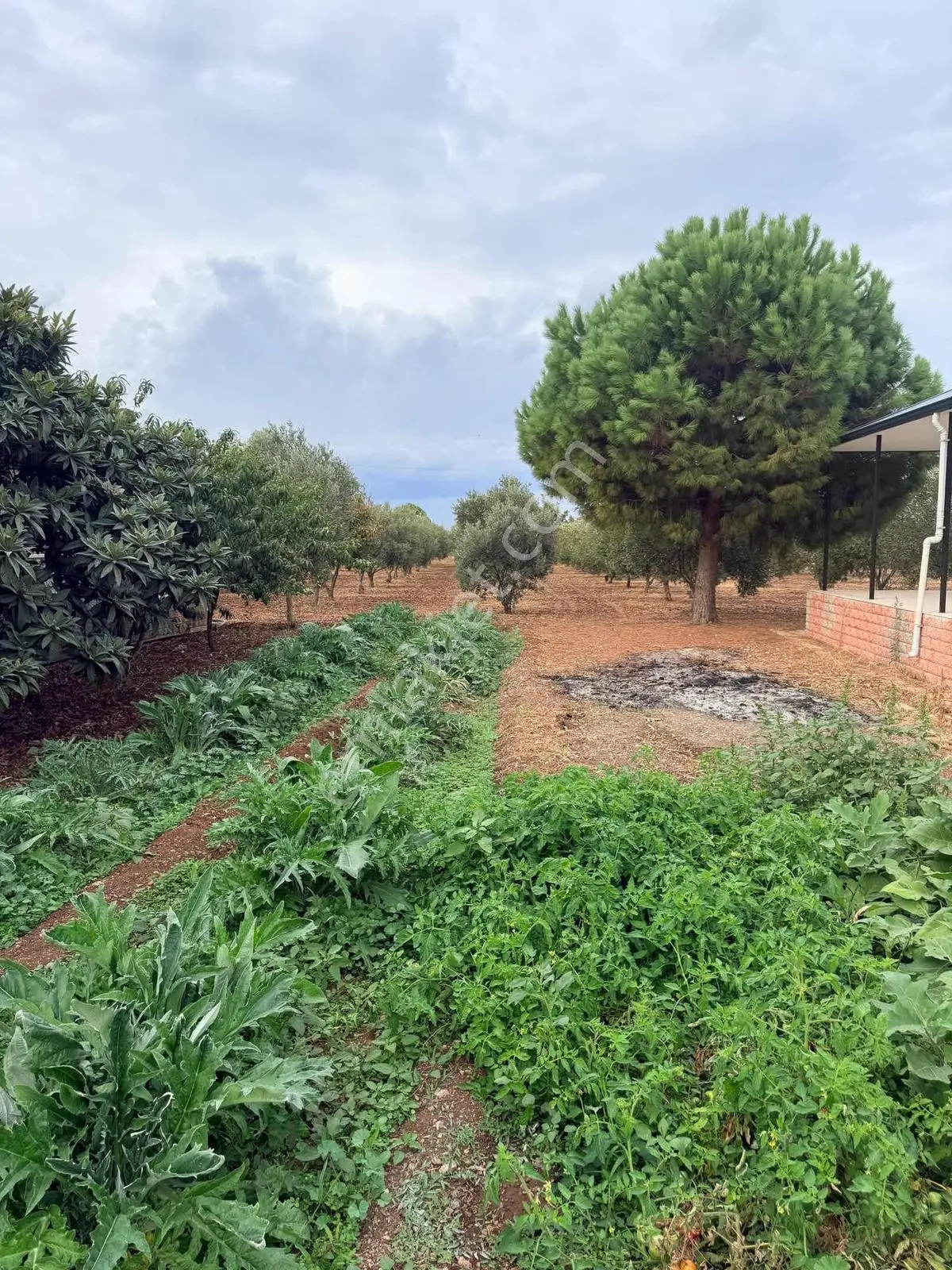 Urla İçmelerde Doğayla İç İçe, Artezyenli & 2750m2 Bahçeli Villa — fotoğraf 3