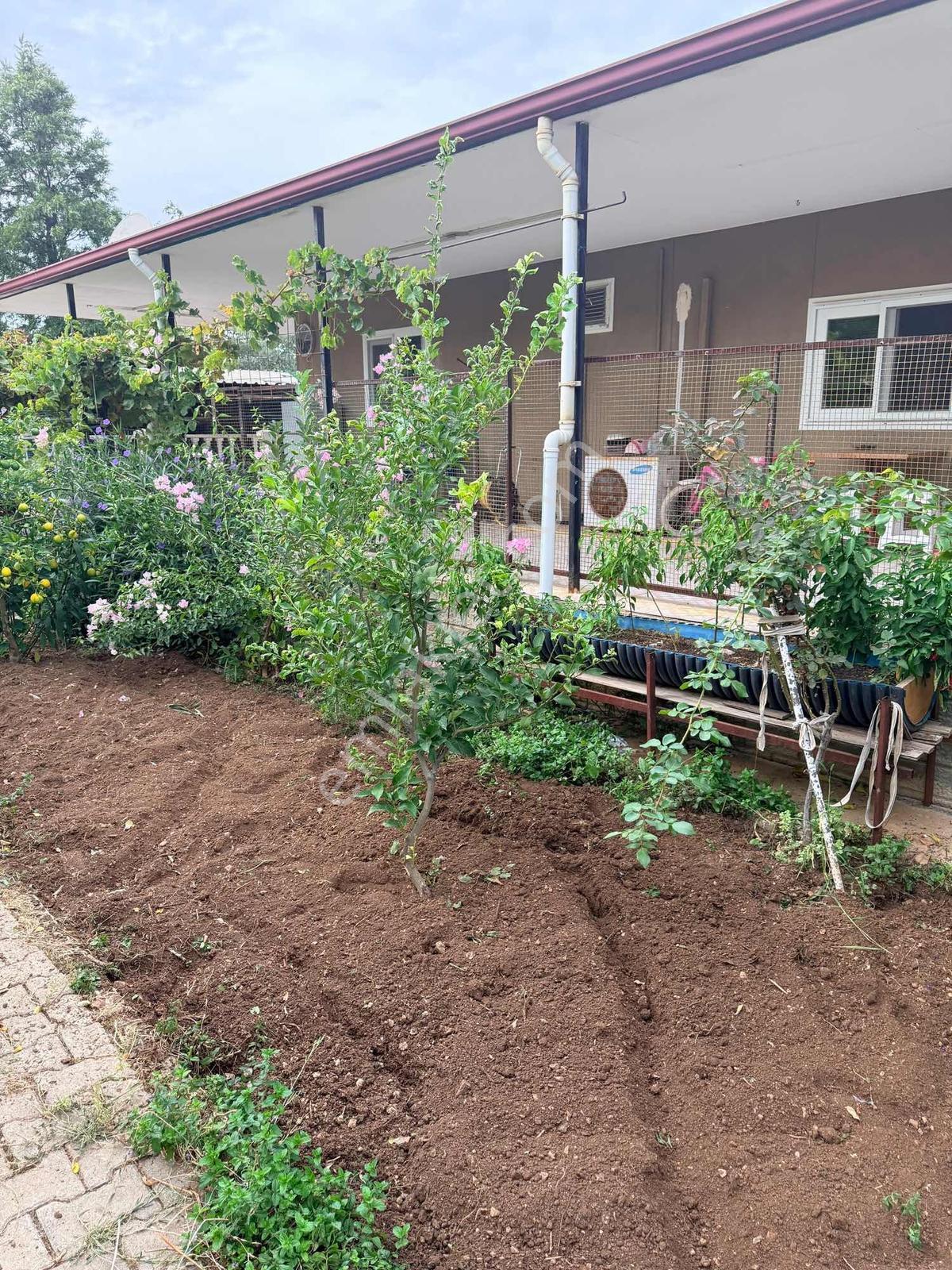 Urla İçmelerde Doğayla İç İçe, Artezyenli & 2750m2 Bahçeli Villa — fotoğraf 35