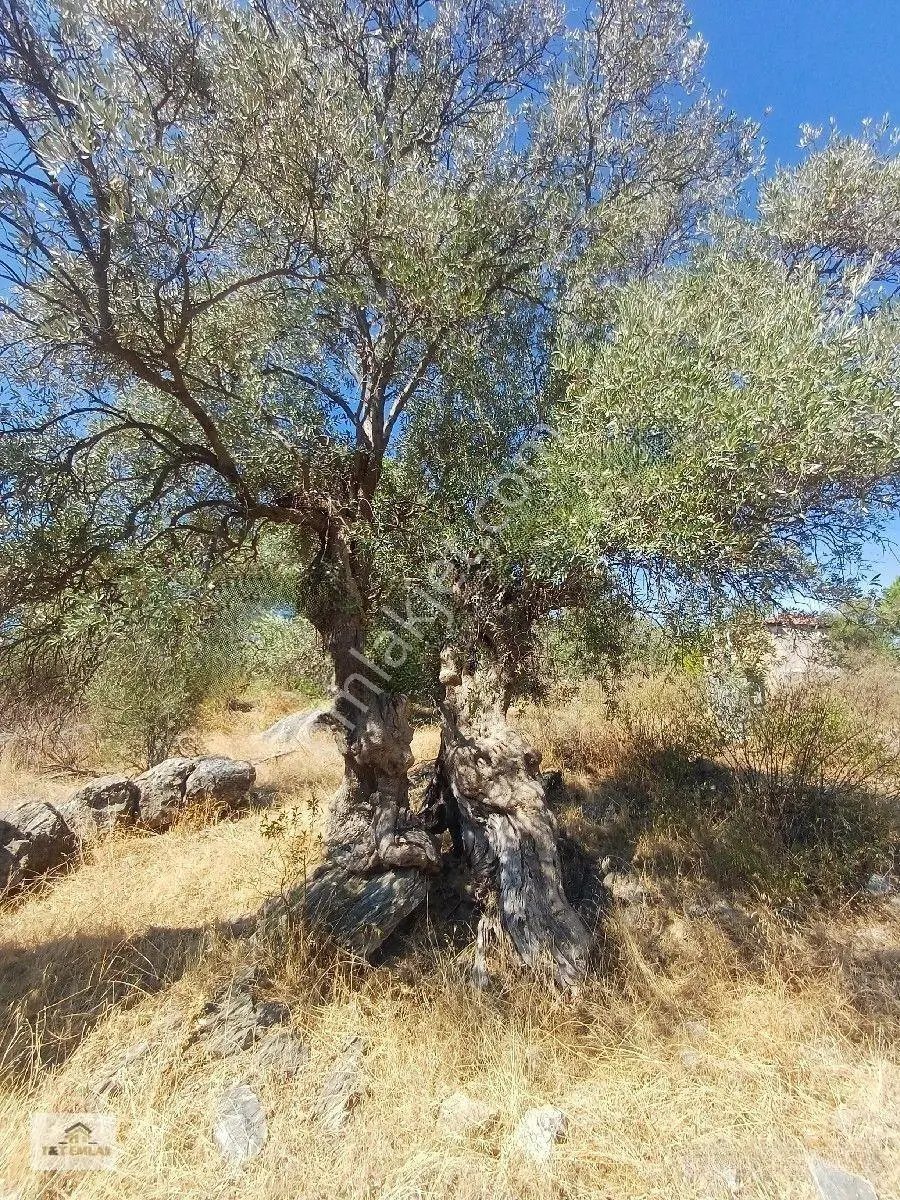 Mugla Milas Kızılagac'ta Satılık İmarli Arsa — fotoğraf 2