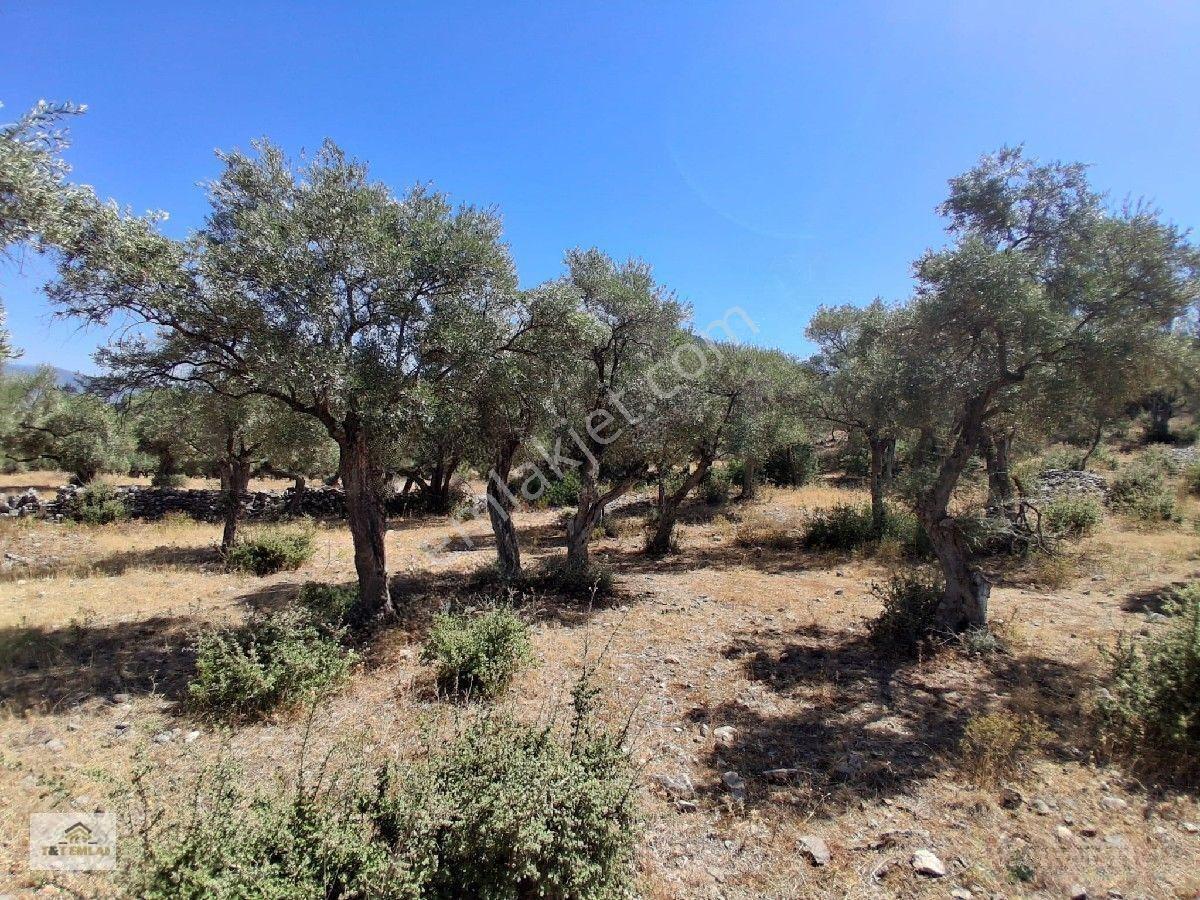 Muğla Milas Pınarcık"ta 1800 M2 Müstakil Tapulu Satılık Zeytinlik — fotoğraf 2