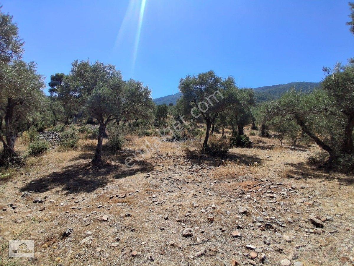Muğla Milas Pınarcık"ta 1800 M2 Müstakil Tapulu Satılık Zeytinlik — fotoğraf 4