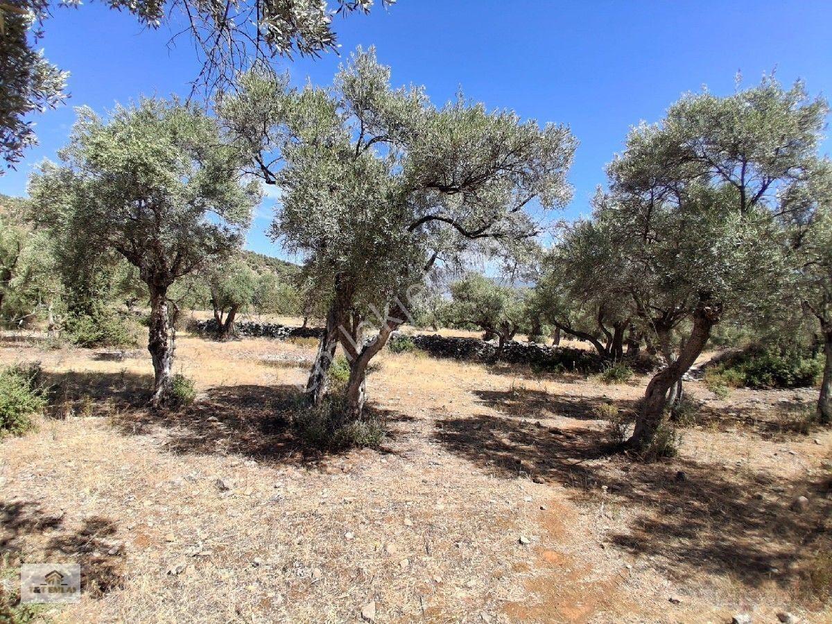 Muğla Milas Pınarcık"ta 1800 M2 Müstakil Tapulu Satılık Zeytinlik — fotoğraf 5