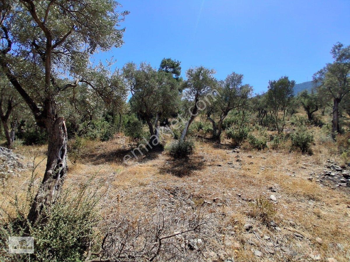 Muğla Milas Pınarcık"ta 1800 M2 Müstakil Tapulu Satılık Zeytinlik — fotoğraf 6
