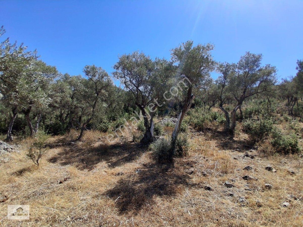 Muğla Milas Pınarcık"ta 1800 M2 Müstakil Tapulu Satılık Zeytinlik — fotoğraf 8