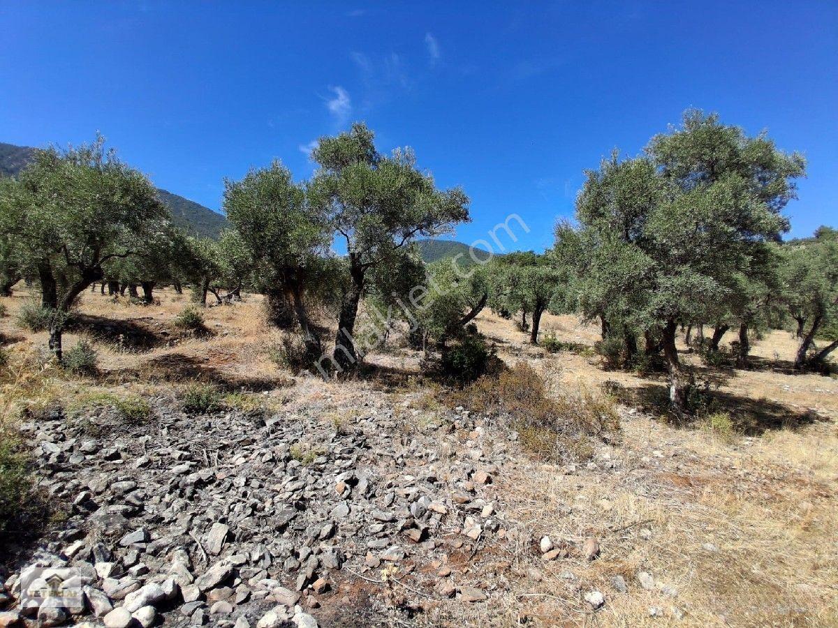 Muğla Milas Pınarcık"ta 1800 M2 Müstakil Tapulu Satılık Zeytinlik — fotoğraf 9