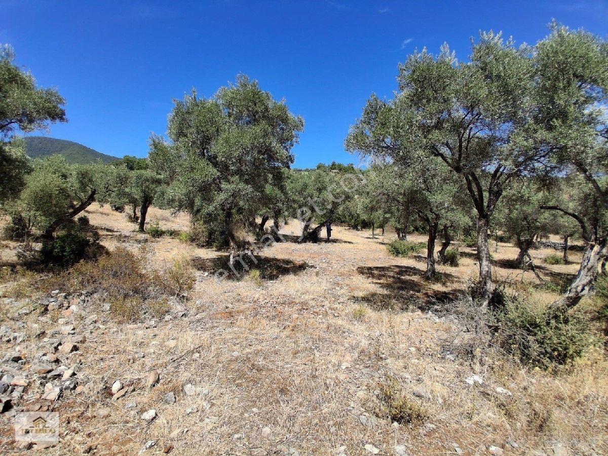 Muğla Milas Pınarcık"ta 1800 M2 Müstakil Tapulu Satılık Zeytinlik — fotoğraf 10