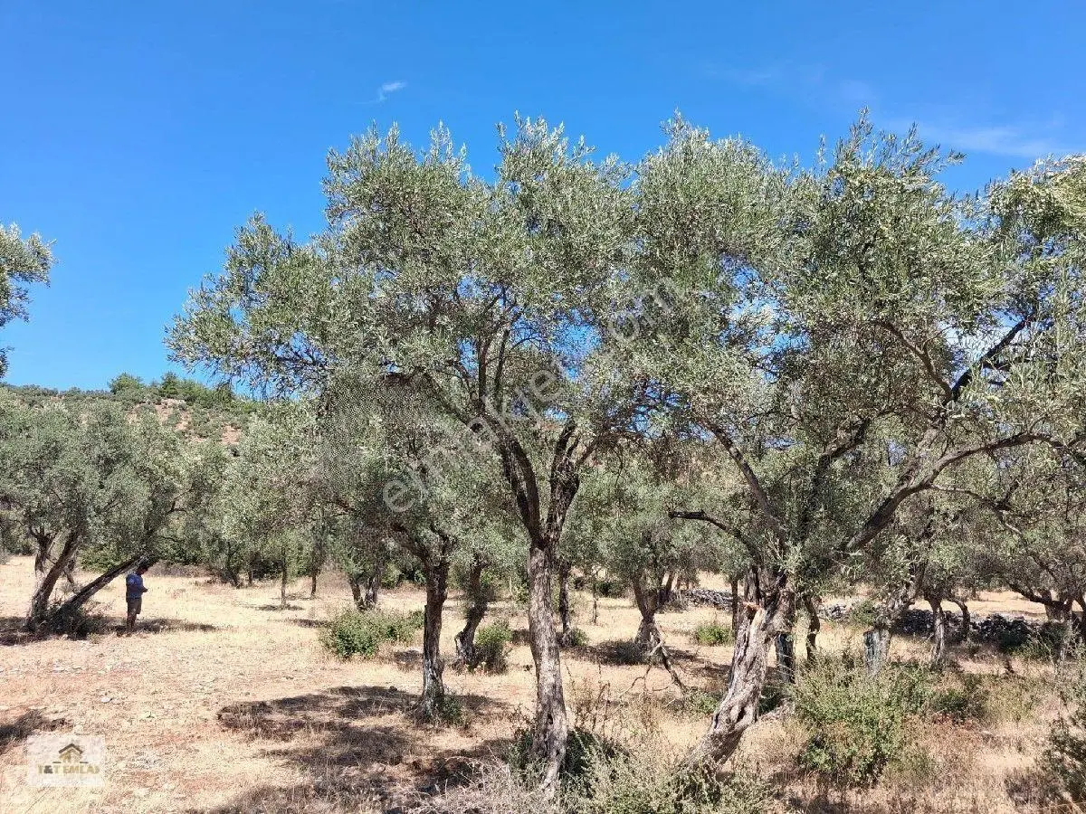 Muğla Milas Pınarcık"ta 1800 M2 Müstakil Tapulu Satılık Zeytinlik — fotoğraf 11