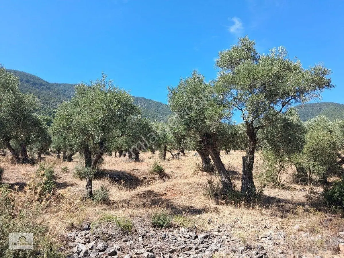 Muğla Milas Pınarcık"ta 1800 M2 Müstakil Tapulu Satılık Zeytinlik — fotoğraf 12