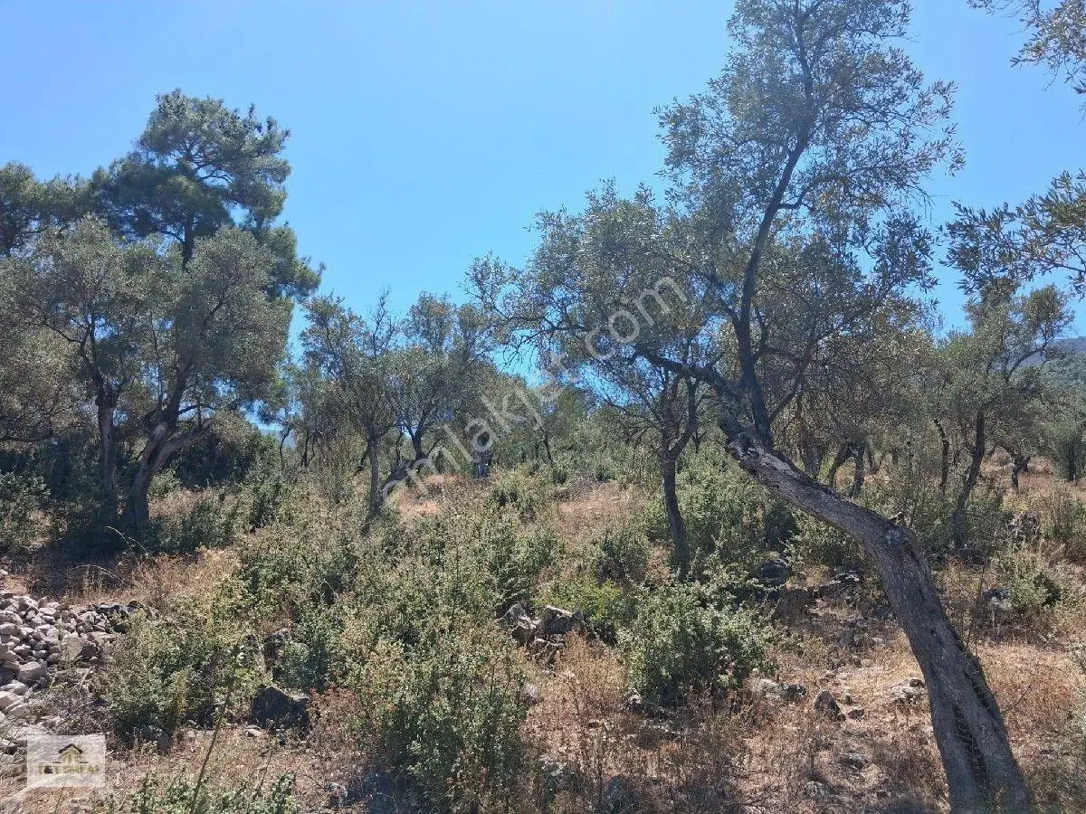 Muğla Milas Pınarcık"ta 1800 M2 Müstakil Tapulu Satılık Zeytinlik — fotoğraf 13