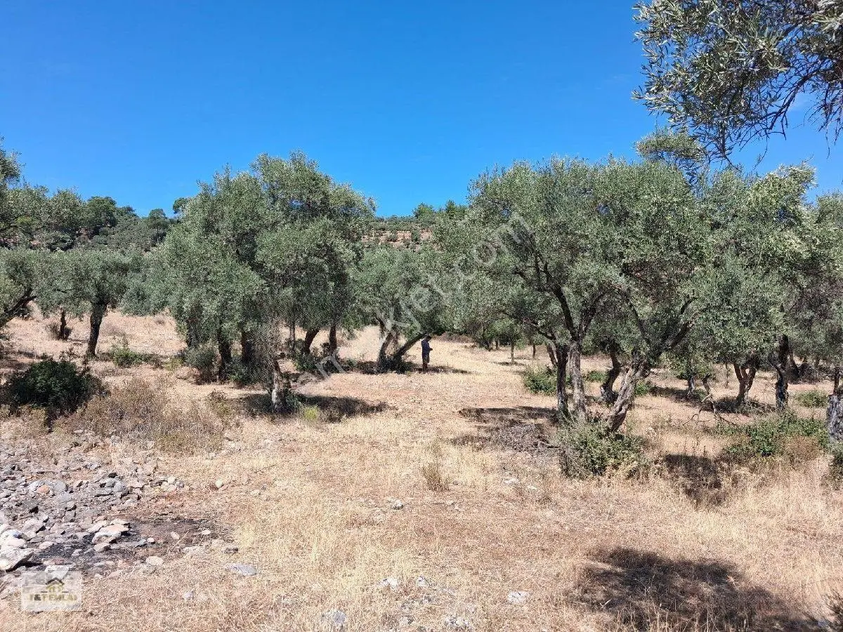 Muğla Milas Pınarcık"ta 1800 M2 Müstakil Tapulu Satılık Zeytinlik — fotoğraf 14