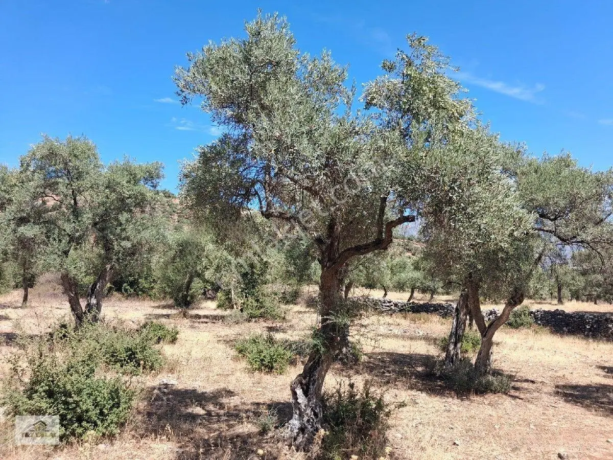 Muğla Milas Pınarcık"ta 1800 M2 Müstakil Tapulu Satılık Zeytinlik — fotoğraf 15