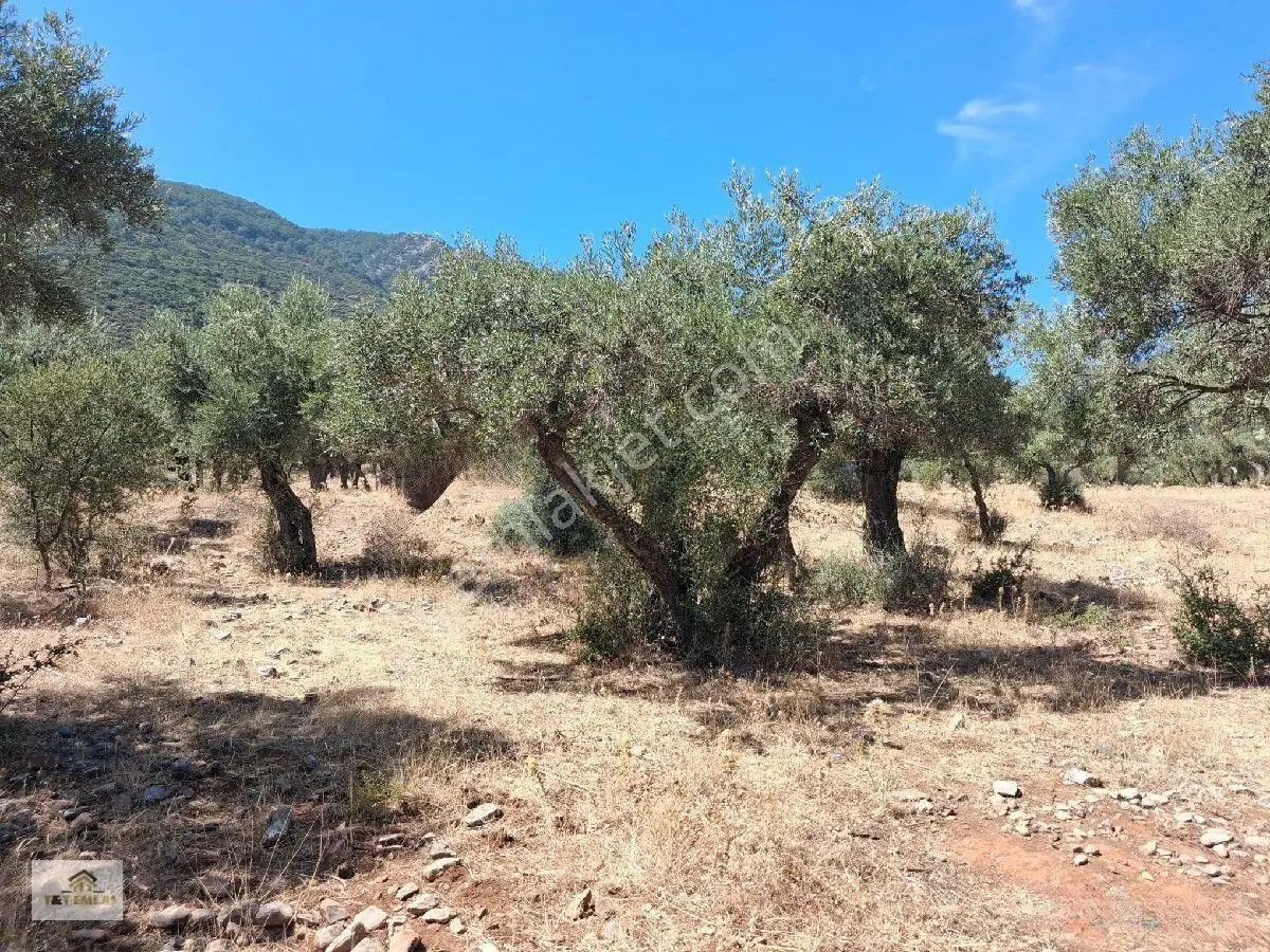 Muğla Milas Pınarcık"ta 1800 M2 Müstakil Tapulu Satılık Zeytinlik — fotoğraf 16