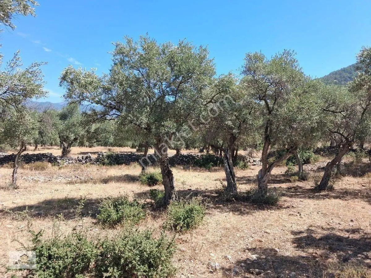 Muğla Milas Pınarcık"ta 1800 M2 Müstakil Tapulu Satılık Zeytinlik — fotoğraf 18