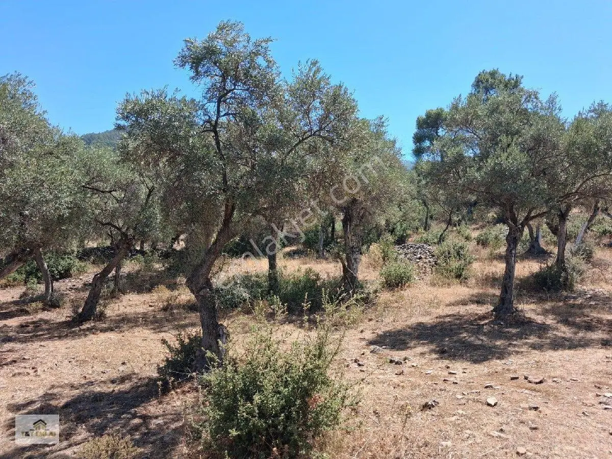 Muğla Milas Pınarcık"ta 1800 M2 Müstakil Tapulu Satılık Zeytinlik — fotoğraf 19