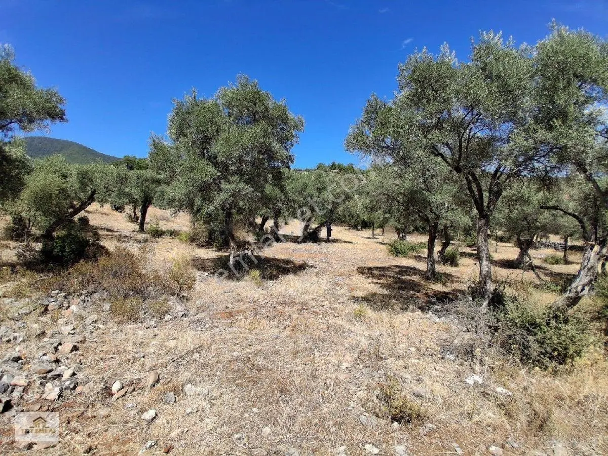 Muğla Milas Pınarcık"ta 1800 M2 Müstakil Tapulu Satılık Zeytinlik — fotoğraf 21
