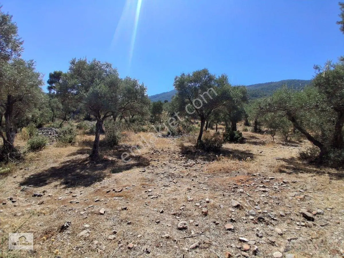 Muğla Milas Pınarcık"ta 1800 M2 Müstakil Tapulu Satılık Zeytinlik — fotoğraf 22