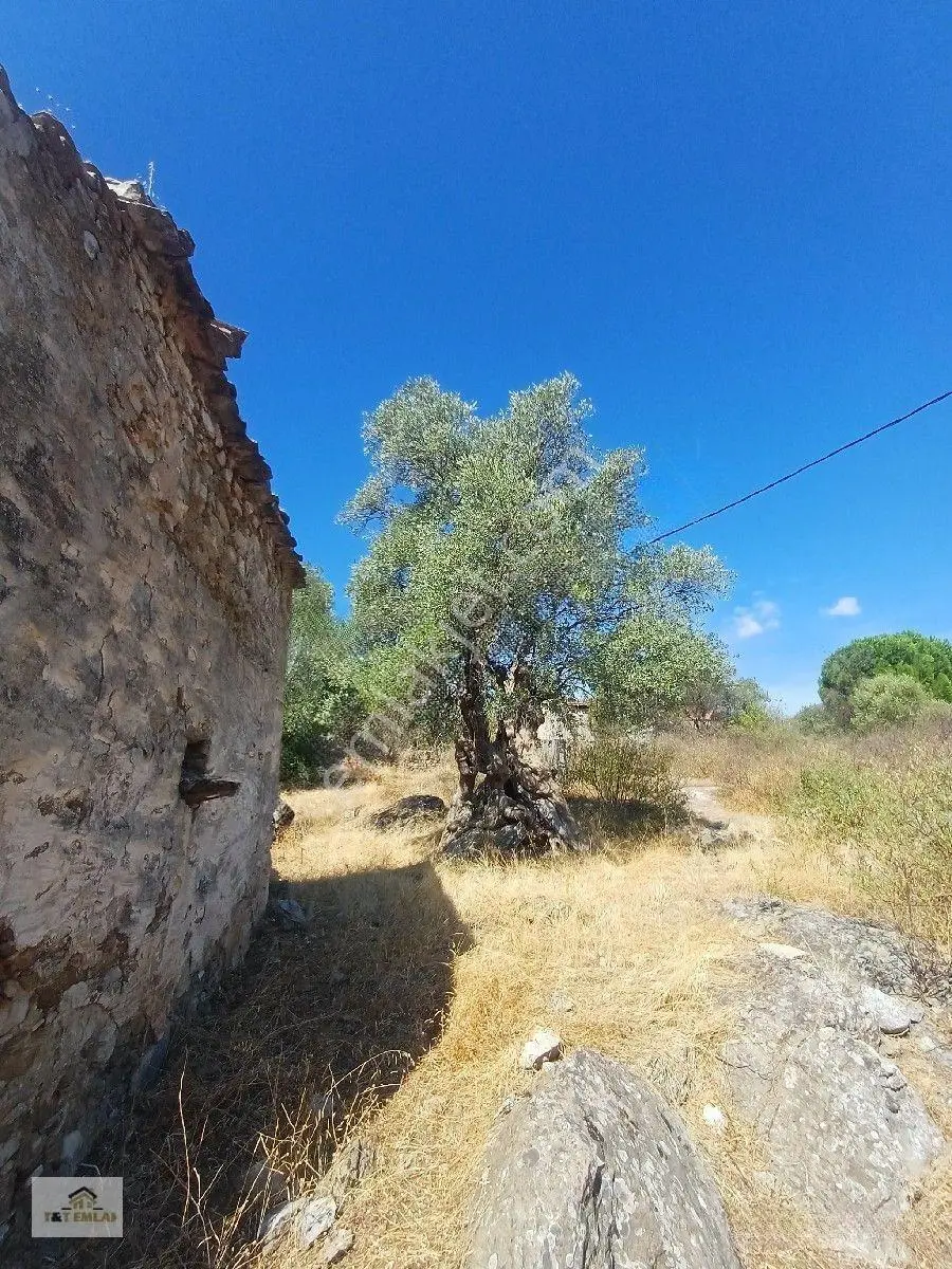Mugla Milas Kızılagac'ta Satilik Harap Ev Ve Arsası — fotoğraf 5