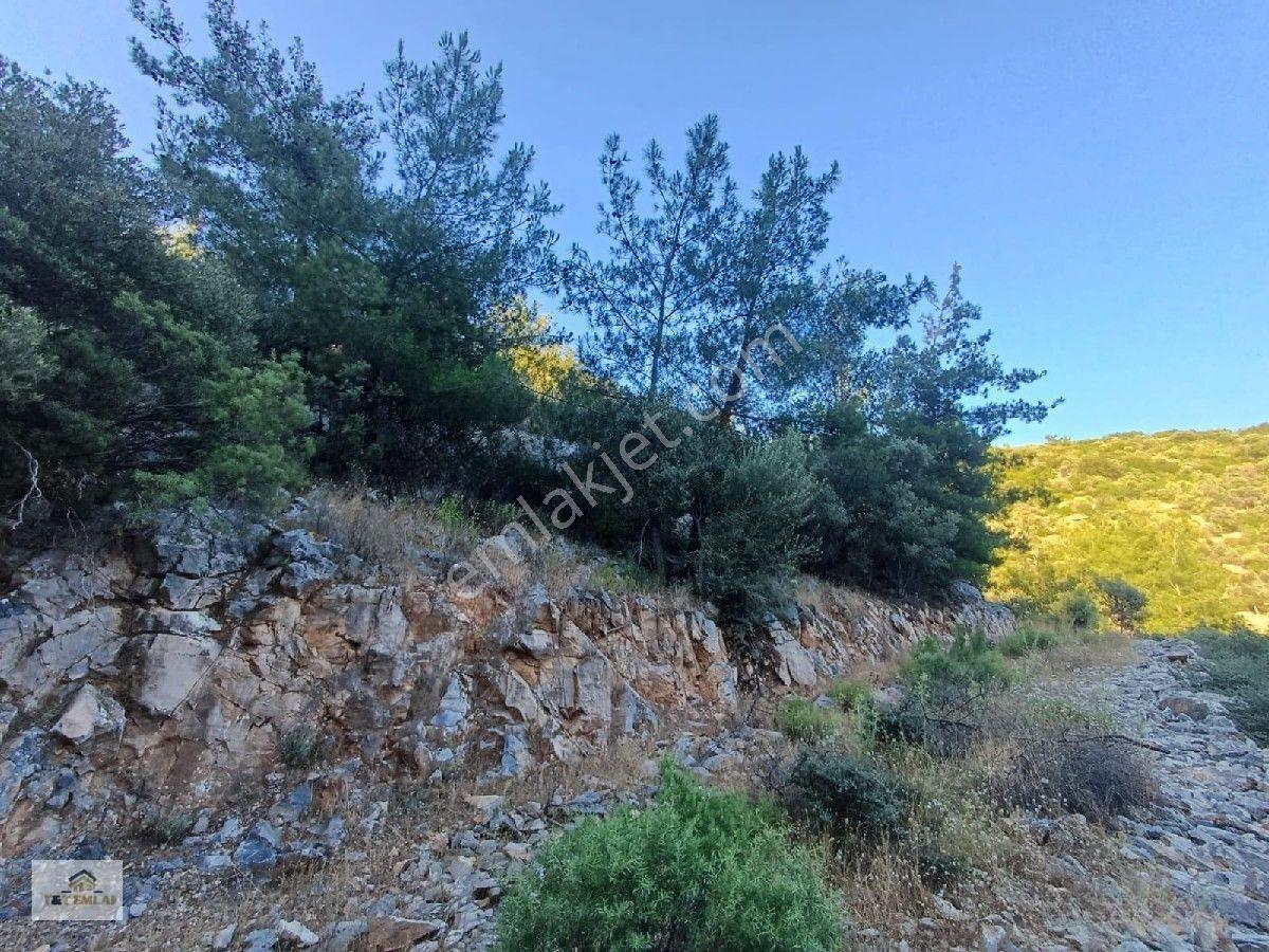 Mugla Milas Kazikli Mahallesinde Satilik 3250 M2 Zeytinlik