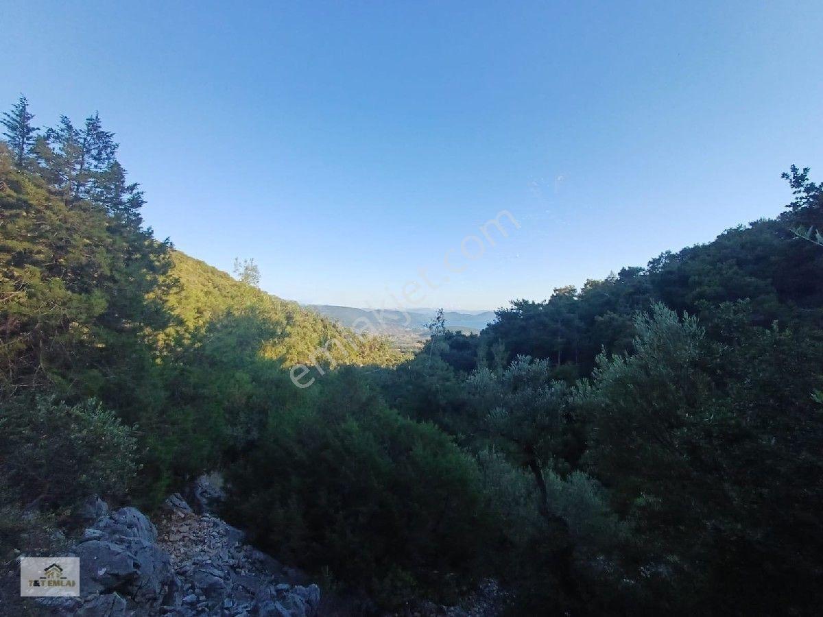 Mugla Milas Kazikli Mahallesinde Satilik 3250 M2 Zeytinlik — fotoğraf 2