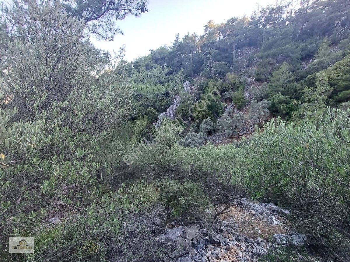 Mugla Milas Kazikli Mahallesinde Satilik 3250 M2 Zeytinlik — fotoğraf 3