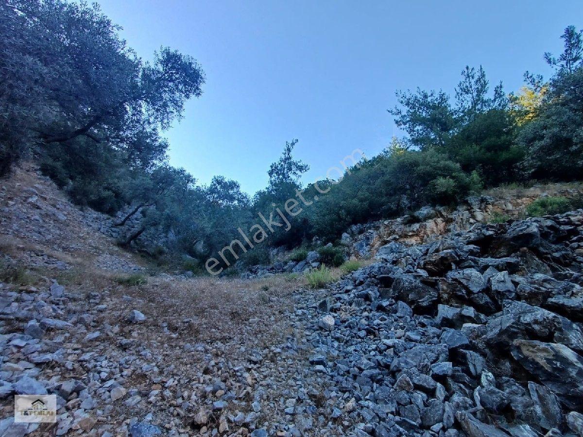 Mugla Milas Kazikli Mahallesinde Satilik 3250 M2 Zeytinlik — fotoğraf 4