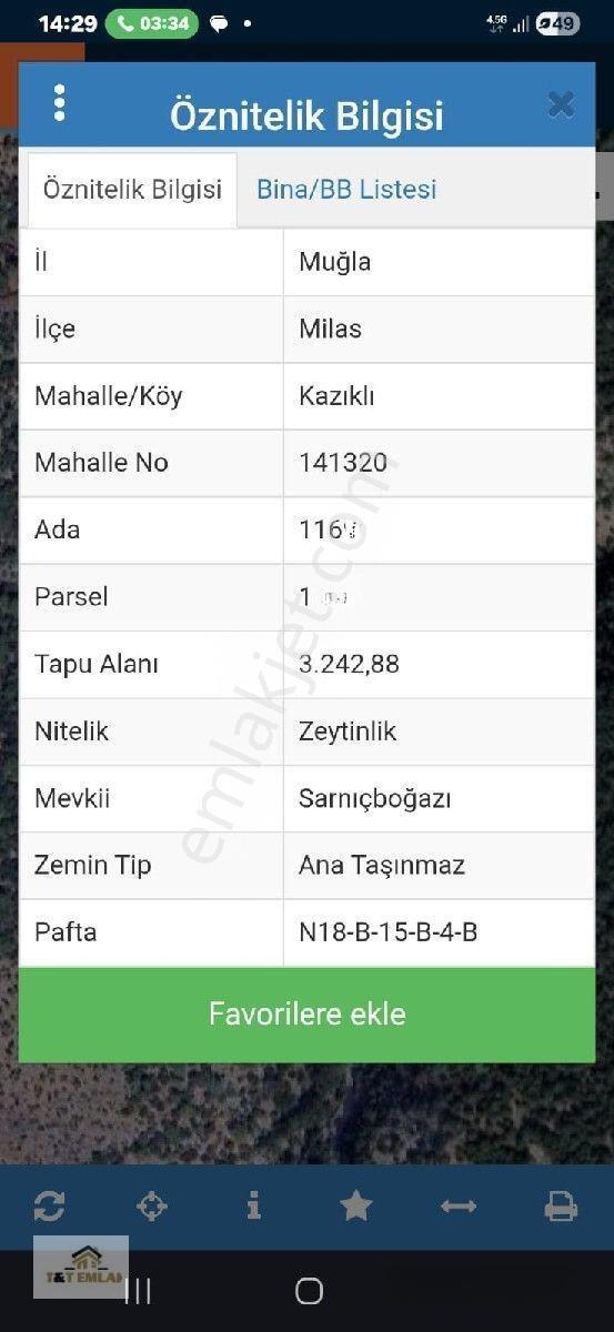 Mugla Milas Kazikli Mahallesinde Satilik 3250 M2 Zeytinlik — fotoğraf 5