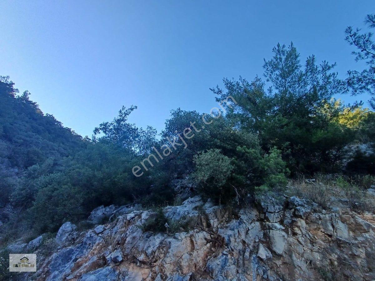 Mugla Milas Kazikli Mahallesinde Satilik 3250 M2 Zeytinlik — fotoğraf 6