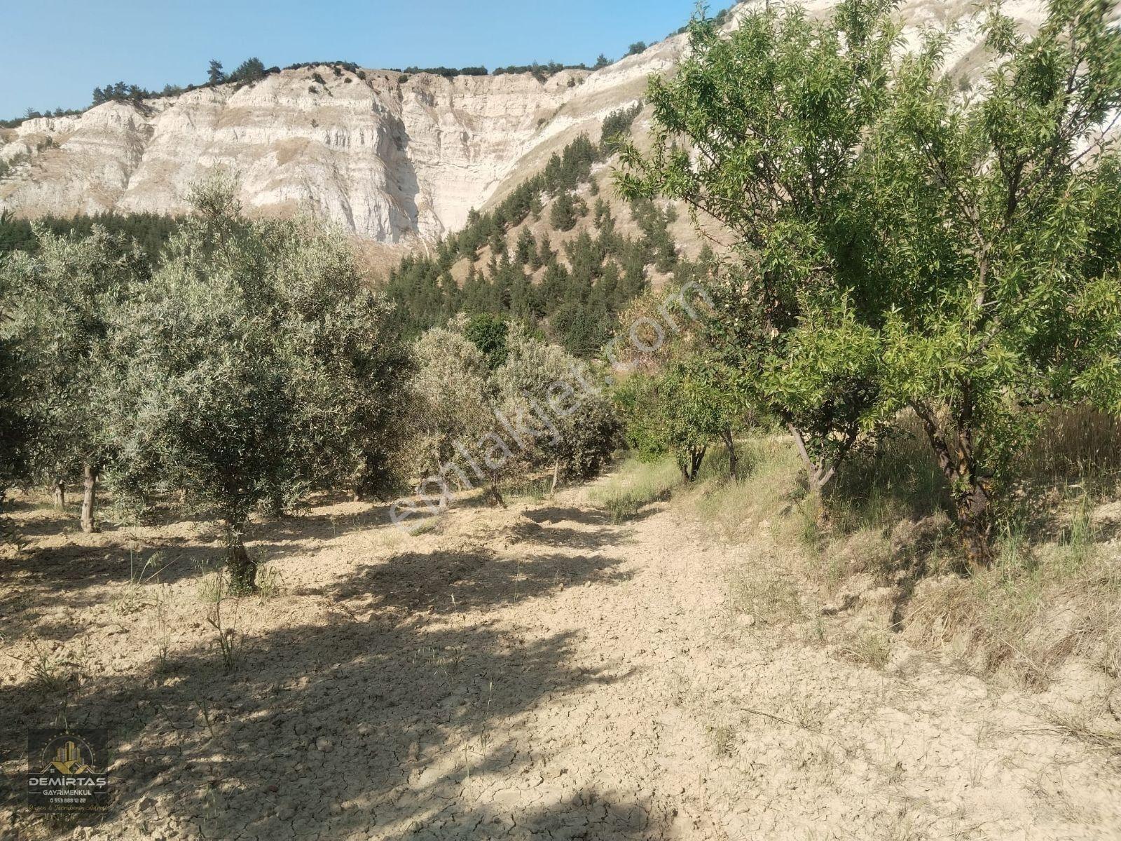 Babadağ Gazi'De Satılık Zeytın Bahçesi