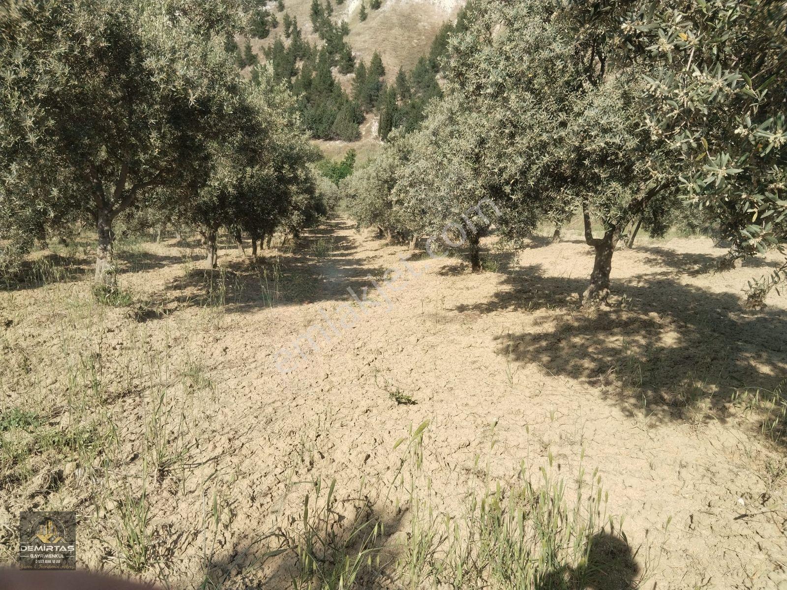 Babadağ Gazi'de Satılık Zeytın Bahçesi — fotoğraf 2