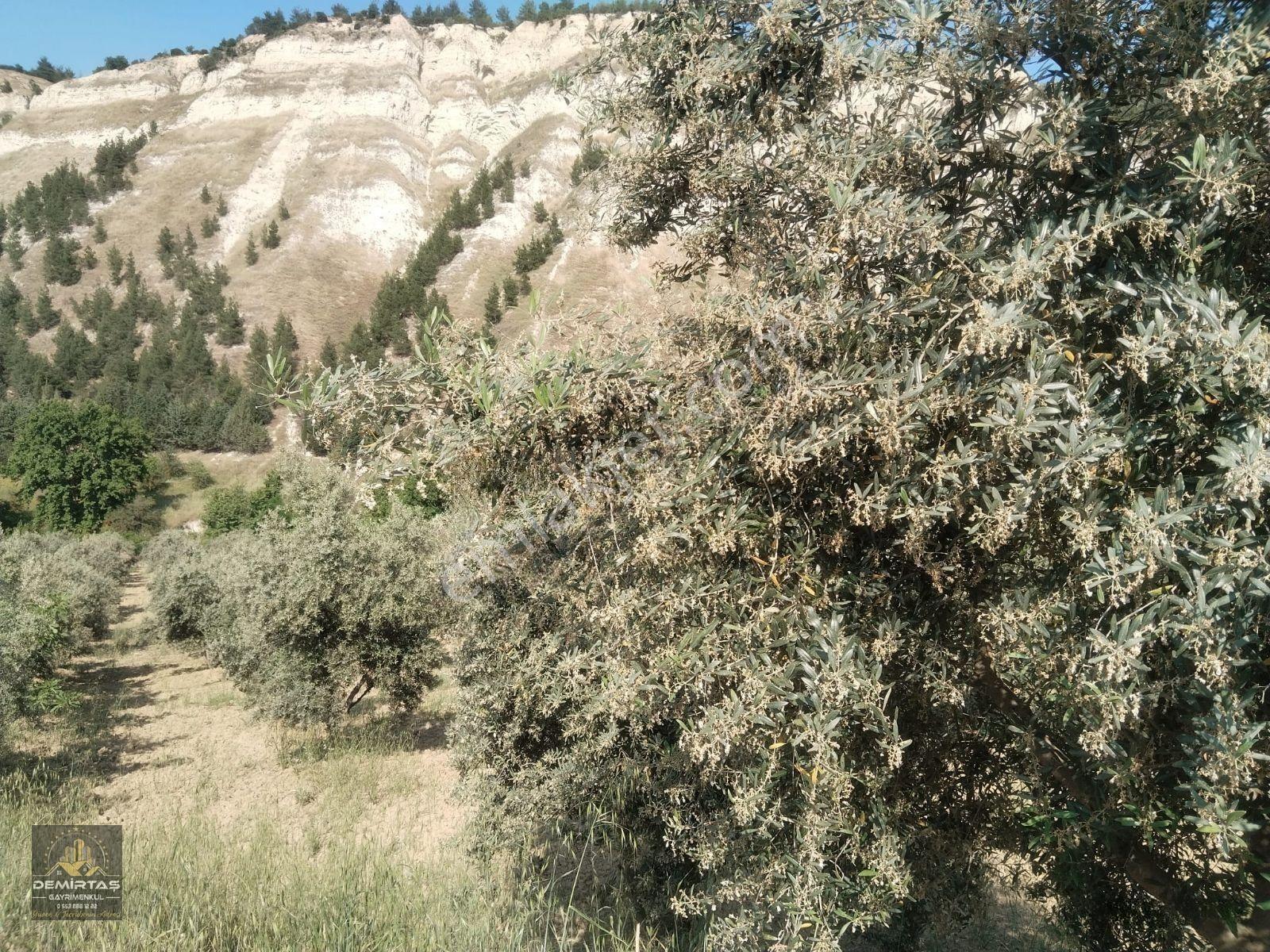 Babadağ Gazi'de Satılık Zeytın Bahçesi — fotoğraf 3