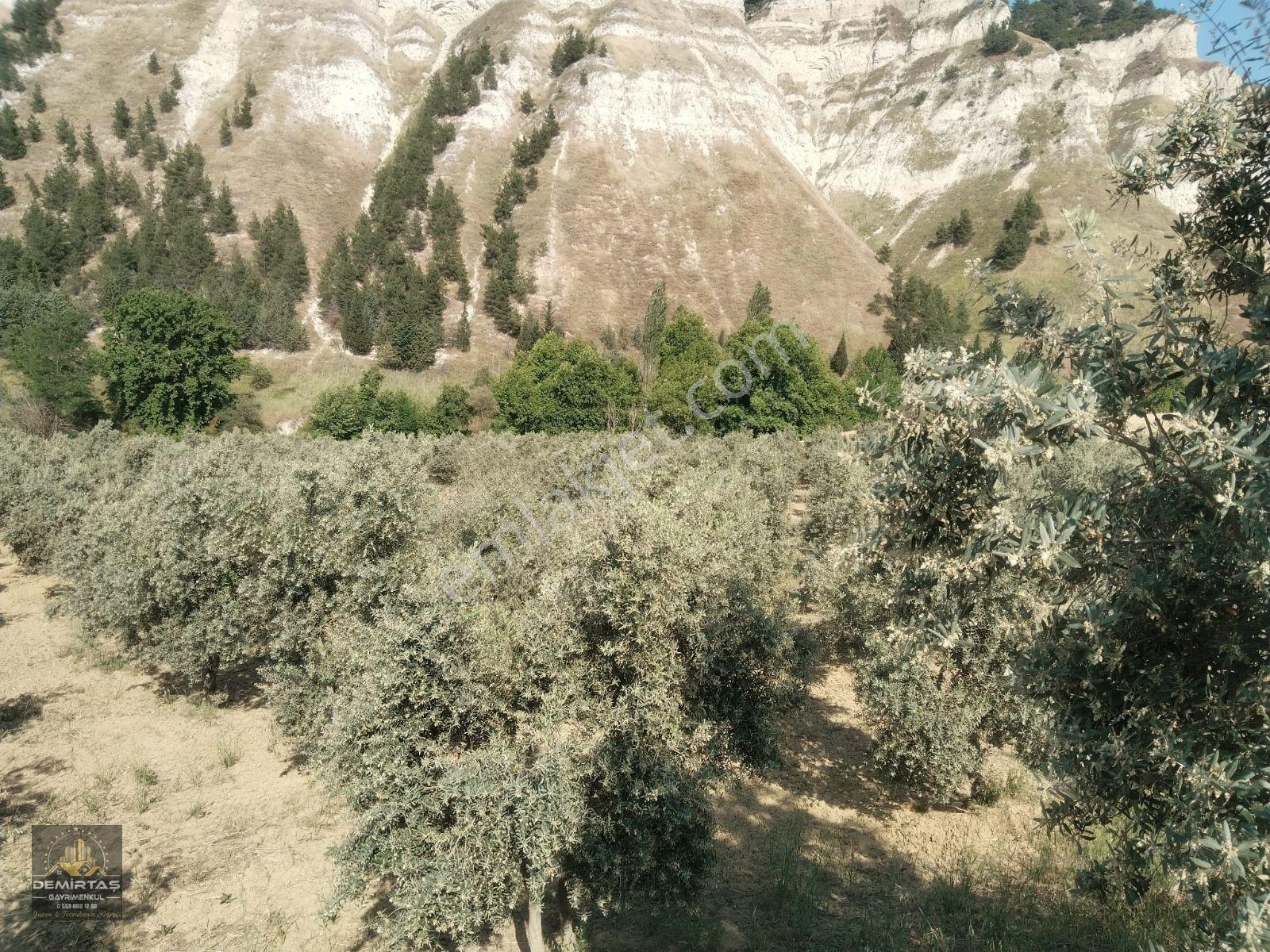 Babadağ Gazi'de Satılık Zeytın Bahçesi — fotoğraf 5