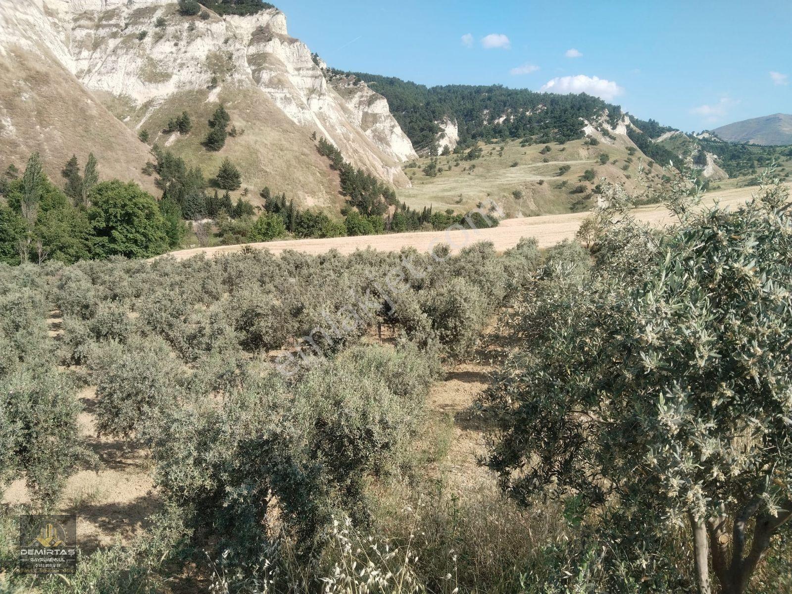 Babadağ Gazi'de Satılık Zeytın Bahçesi — fotoğraf 7