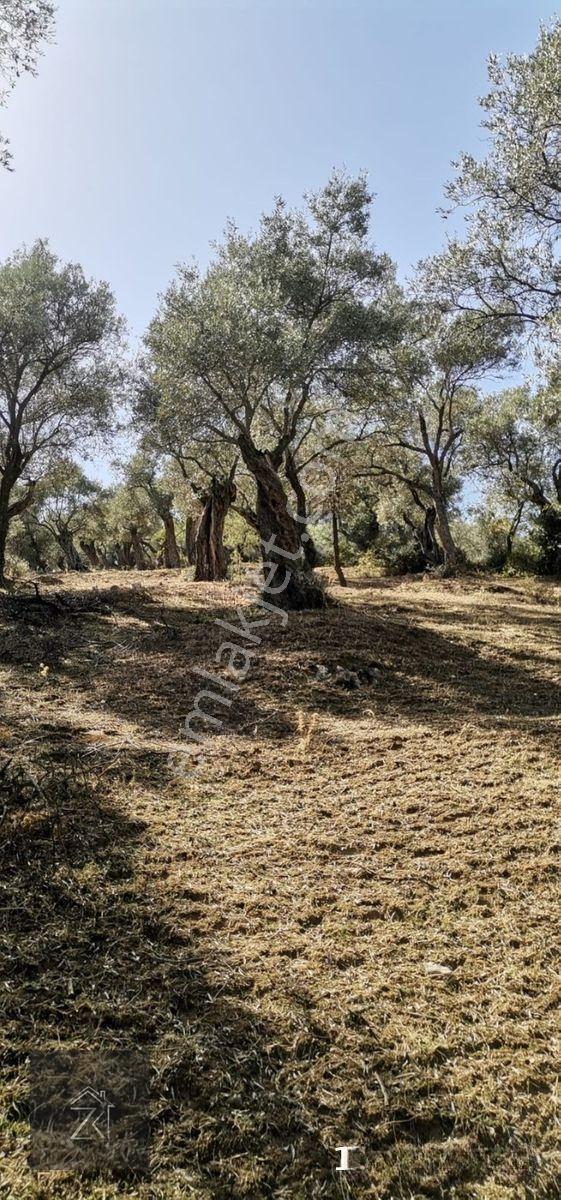 Bayındır Çenikler'de 577 M² Satılık Zeytinlik Doğayla İç İçe Yatırım Fırsatı — fotoğraf 6