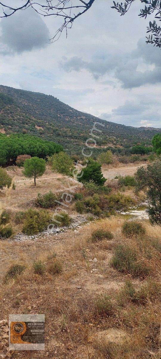 Dikili Kocaoba Köyünde Dsi Sulama Alanı Kenarında 6945 Metrekare Satılık Zeytinl...