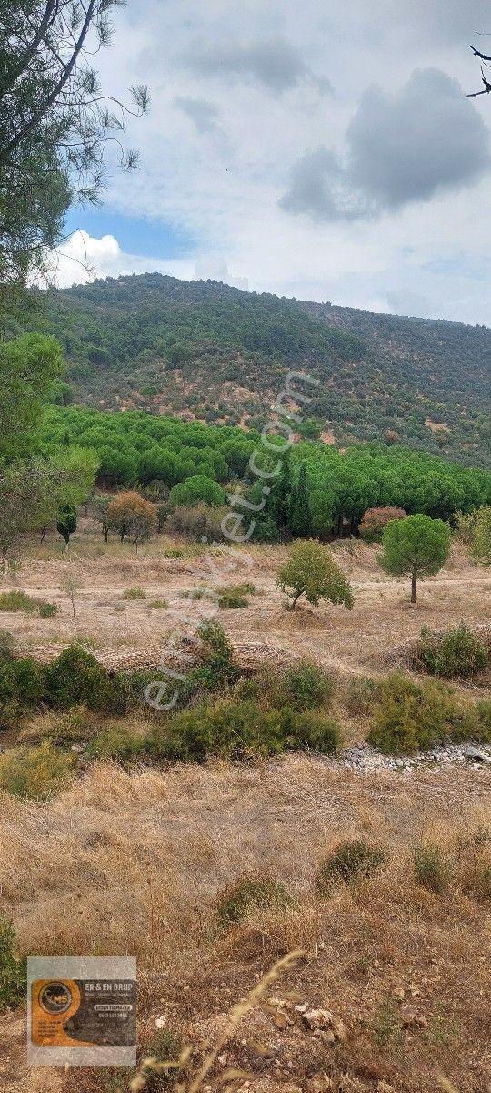 Dikili Kocaoba Köyünde Dsi Sulama Alanı Kenarında 6945 Metrekare Satılık Zeytinlik — fotoğraf 2
