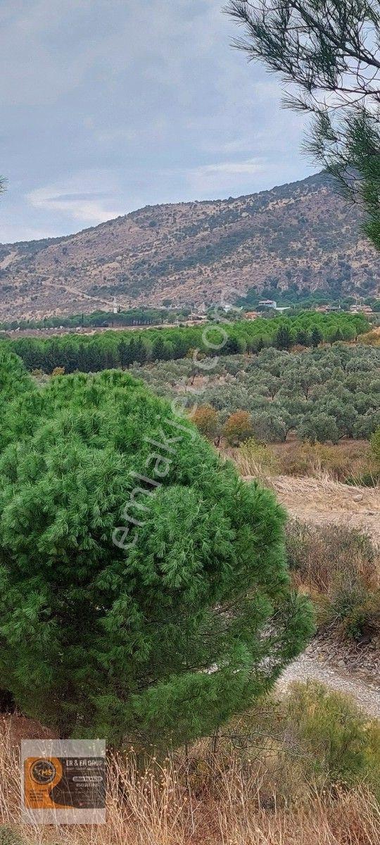 Dikili Kocaoba Köyünde Dsi Sulama Alanı Kenarında 6945 Metrekare Satılık Zeytinlik — fotoğraf 3