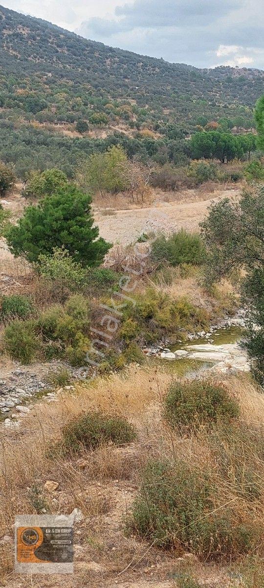 Dikili Kocaoba Köyünde Dsi Sulama Alanı Kenarında 6945 Metrekare Satılık Zeytinlik — fotoğraf 4