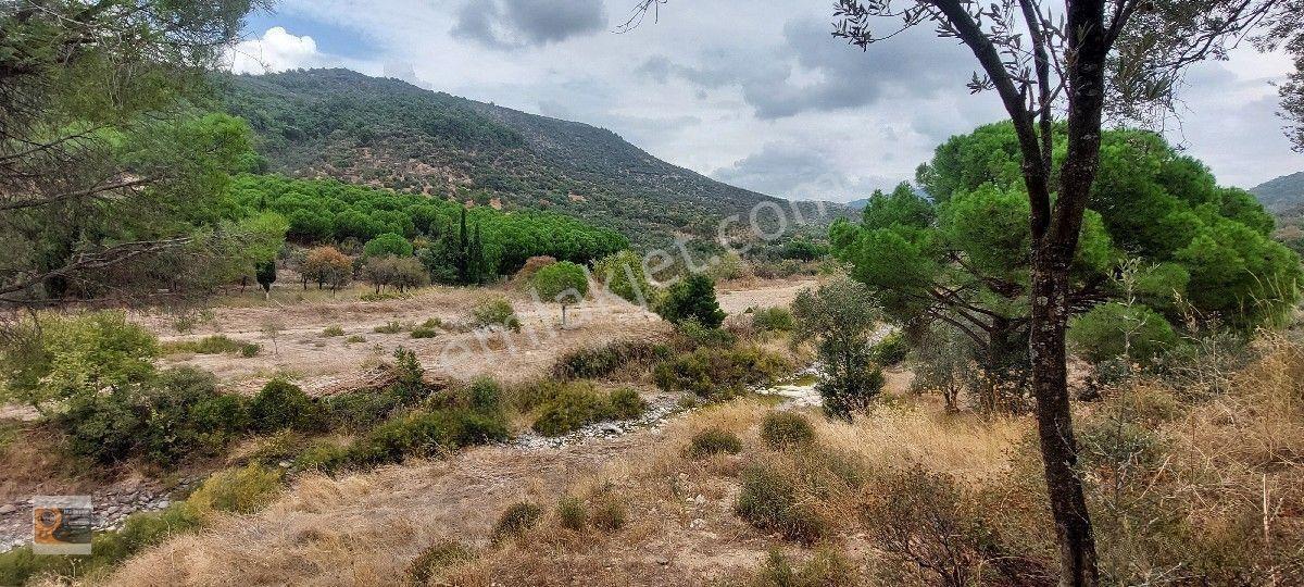 Dikili Kocaoba Köyünde Dsi Sulama Alanı Kenarında 6945 Metrekare Satılık Zeytinlik — fotoğraf 5