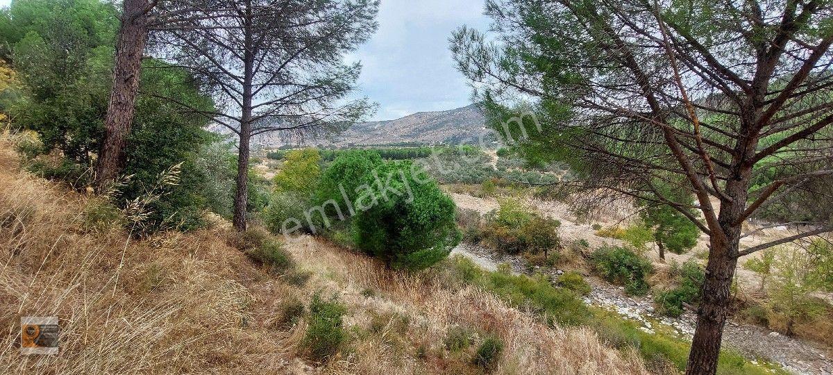 Dikili Kocaoba Köyünde Dsi Sulama Alanı Kenarında 6945 Metrekare Satılık Zeytinlik — fotoğraf 6
