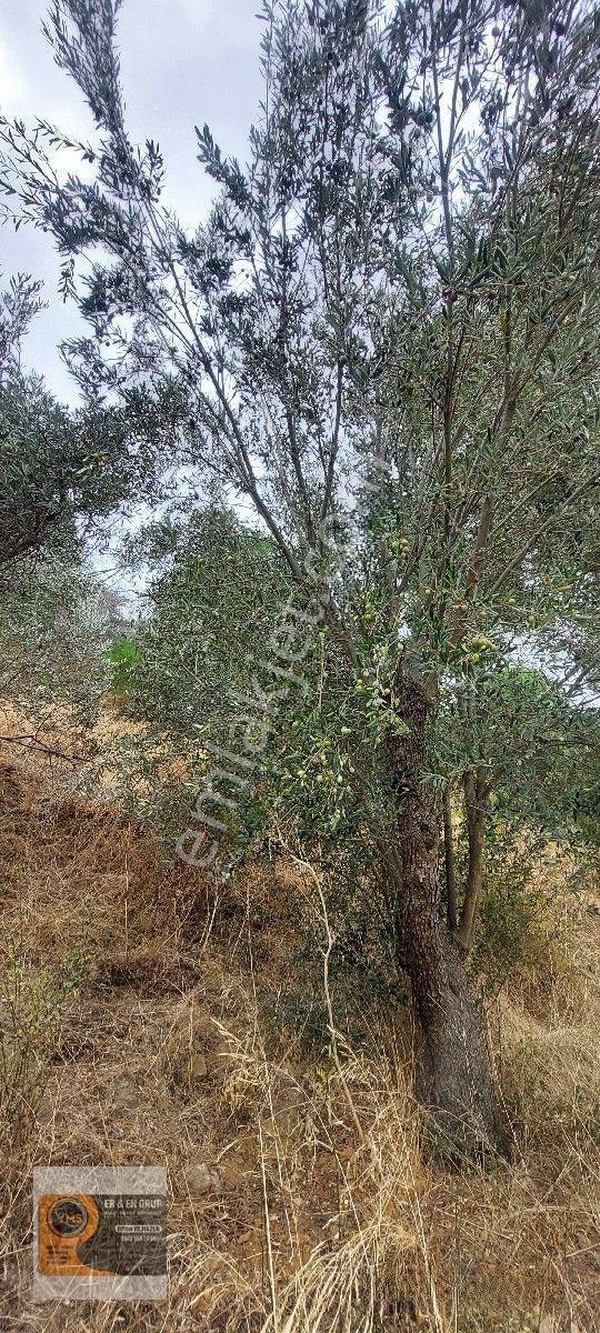 Dikili Kocaoba Köyünde Dsi Sulama Alanı Kenarında 6945 Metrekare Satılık Zeytinlik — fotoğraf 7