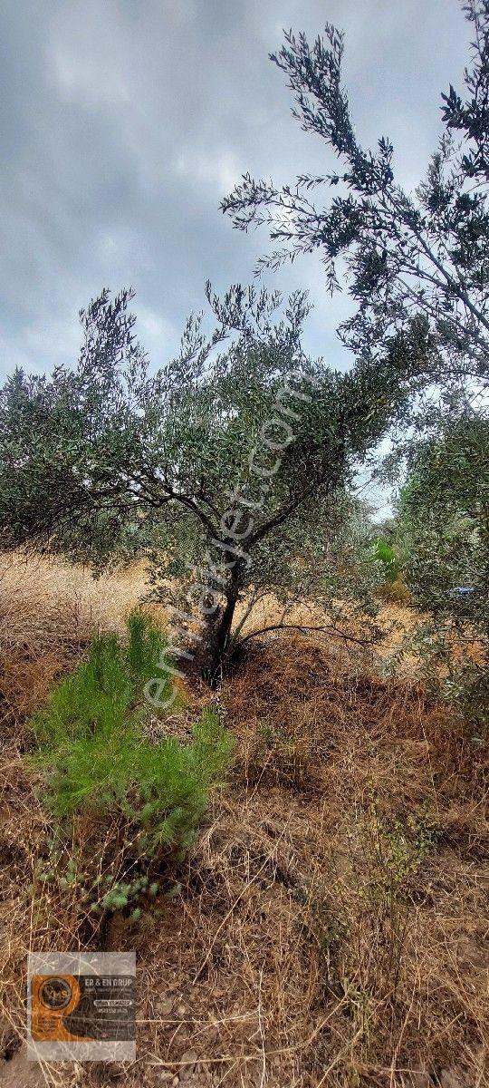 Dikili Kocaoba Köyünde Dsi Sulama Alanı Kenarında 6945 Metrekare Satılık Zeytinlik — fotoğraf 8