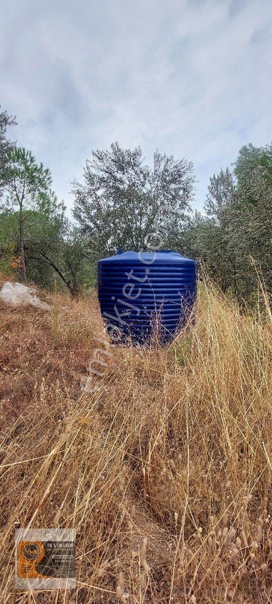 Dikili Kocaoba Köyünde Dsi Sulama Alanı Kenarında 6945 Metrekare Satılık Zeytinlik — fotoğraf 9
