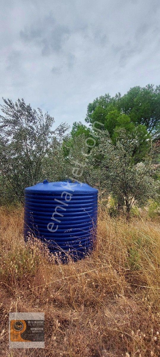 Dikili Kocaoba Köyünde Dsi Sulama Alanı Kenarında 6945 Metrekare Satılık Zeytinlik — fotoğraf 10