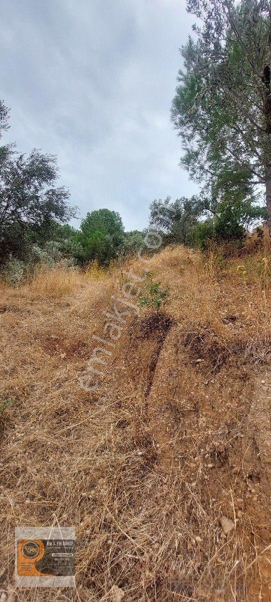 Dikili Kocaoba Köyünde Dsi Sulama Alanı Kenarında 6945 Metrekare Satılık Zeytinlik — fotoğraf 11
