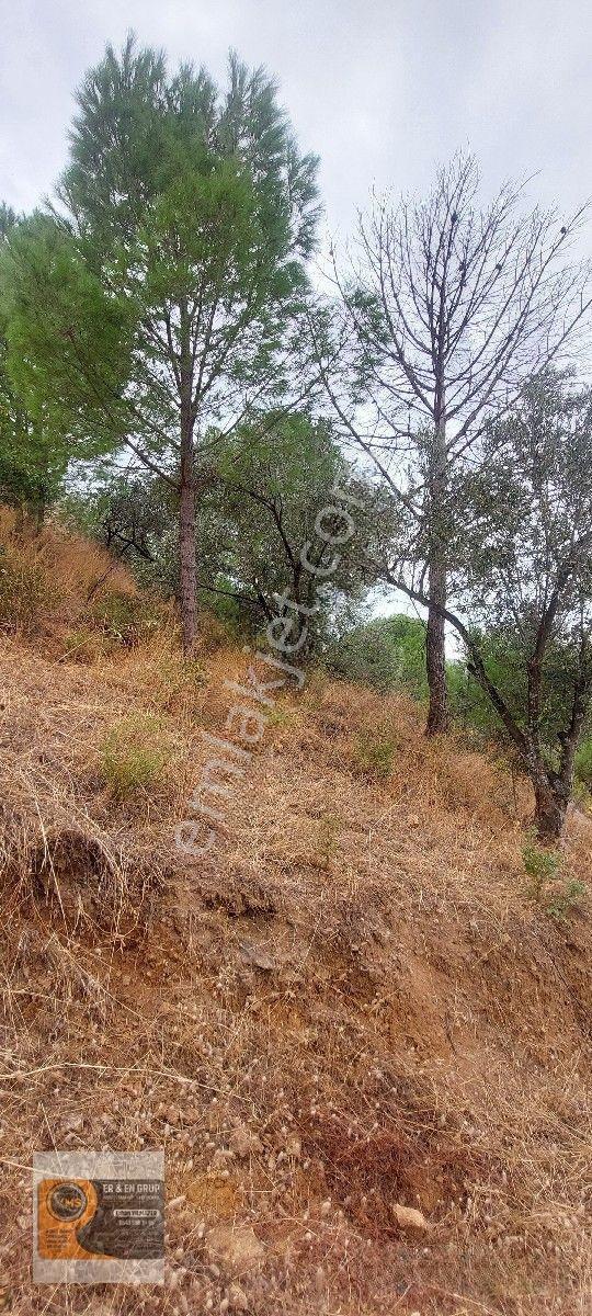 Dikili Kocaoba Köyünde Dsi Sulama Alanı Kenarında 6945 Metrekare Satılık Zeytinlik — fotoğraf 12