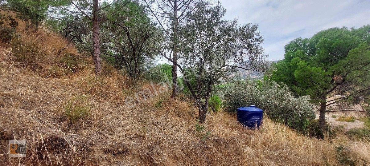 Dikili Kocaoba Köyünde Dsi Sulama Alanı Kenarında 6945 Metrekare Satılık Zeytinlik — fotoğraf 13