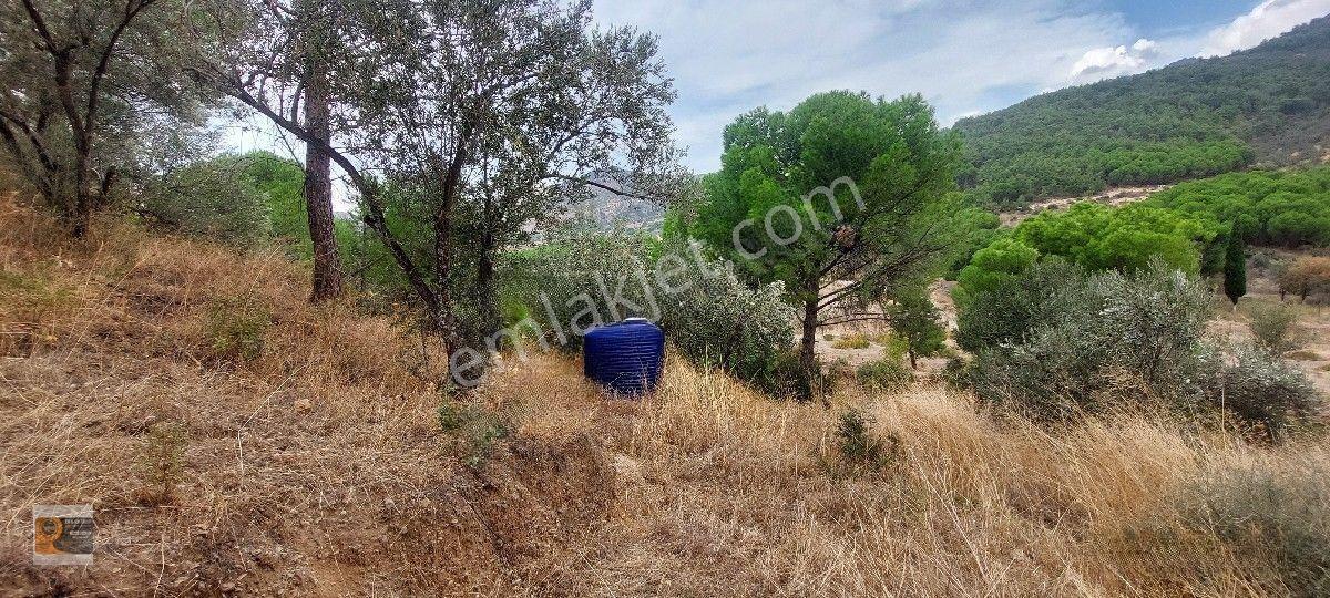 Dikili Kocaoba Köyünde Dsi Sulama Alanı Kenarında 6945 Metrekare Satılık Zeytinlik — fotoğraf 14
