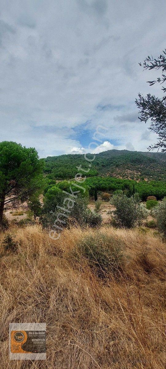 Dikili Kocaoba Köyünde Dsi Sulama Alanı Kenarında 6945 Metrekare Satılık Zeytinlik — fotoğraf 15