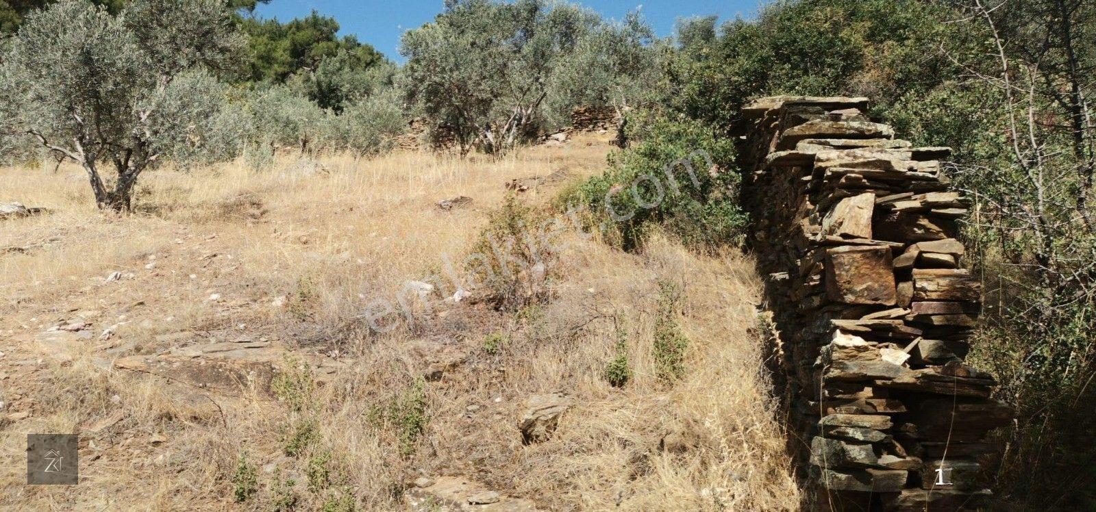 İzmir Bayındır Kızıloba'Da 4076 M2 Manzaralı Yolu Açılmış Satılık Zeytinlik