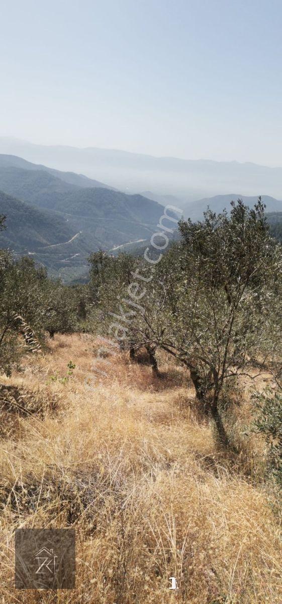 İzmir Bayındır Kızıloba'da 4076 M2 Manzaralı Yolu Açılmış Satılık Zeytinlik — fotoğraf 4